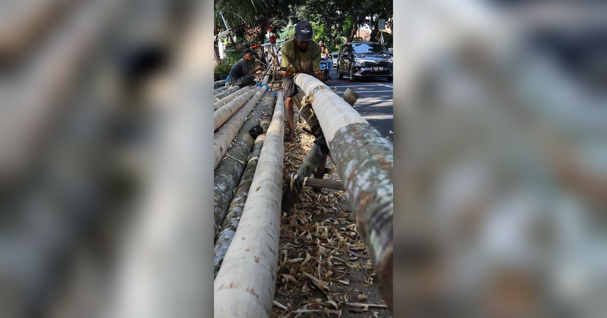 FOTO: Pohon Pinang Mulai Ramai Dijual Jelang 17 Agustus, Segini Harganya