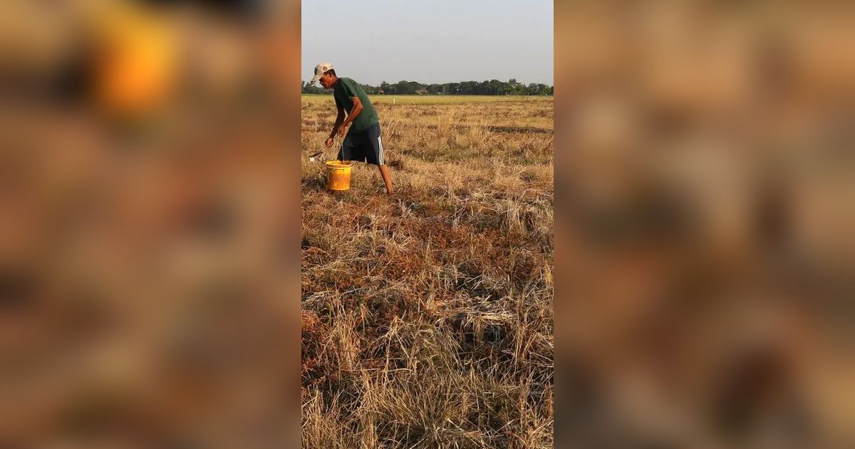 Kekeringan dan Kemiskinan di Jateng Jadi Sorotan Media Asing