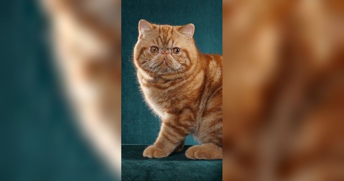 120 Nama Kucing Jantan Keren & Gagah, Cocok Diberikan ke Anak Bulu Kesayangan