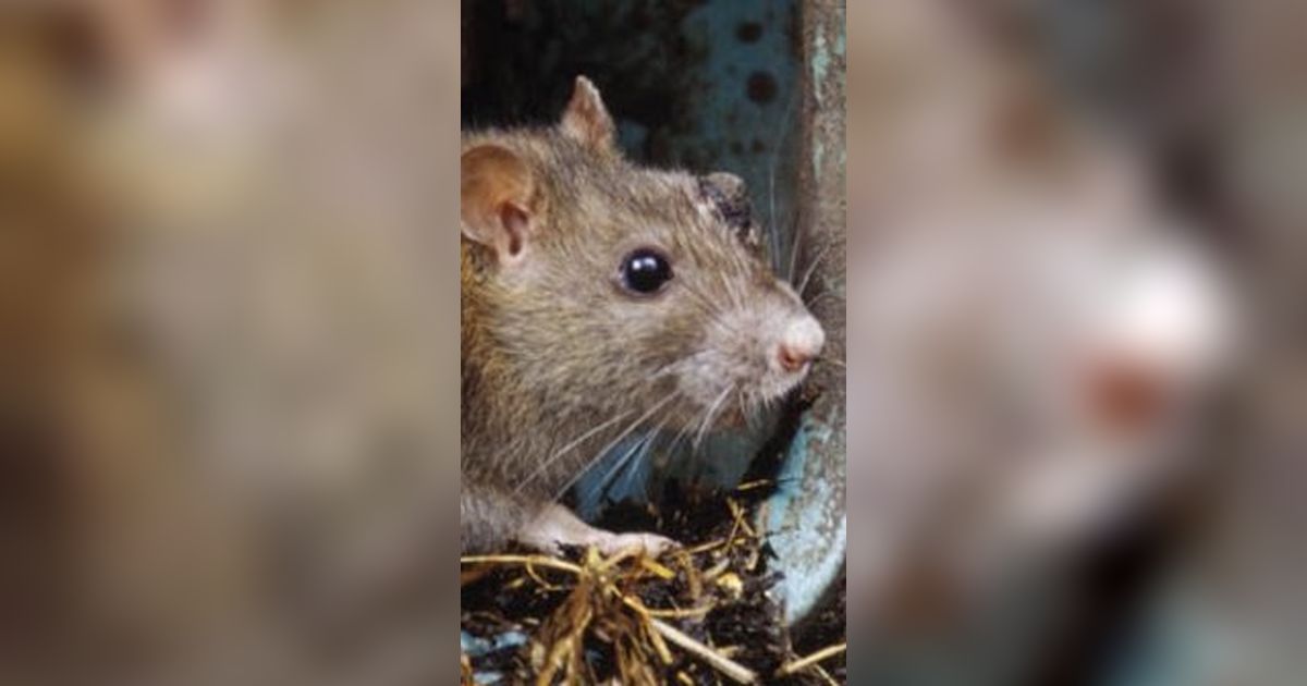 Viral Tikus Got Masuk ke Celana Montir, Bikin Warganet Ngeri