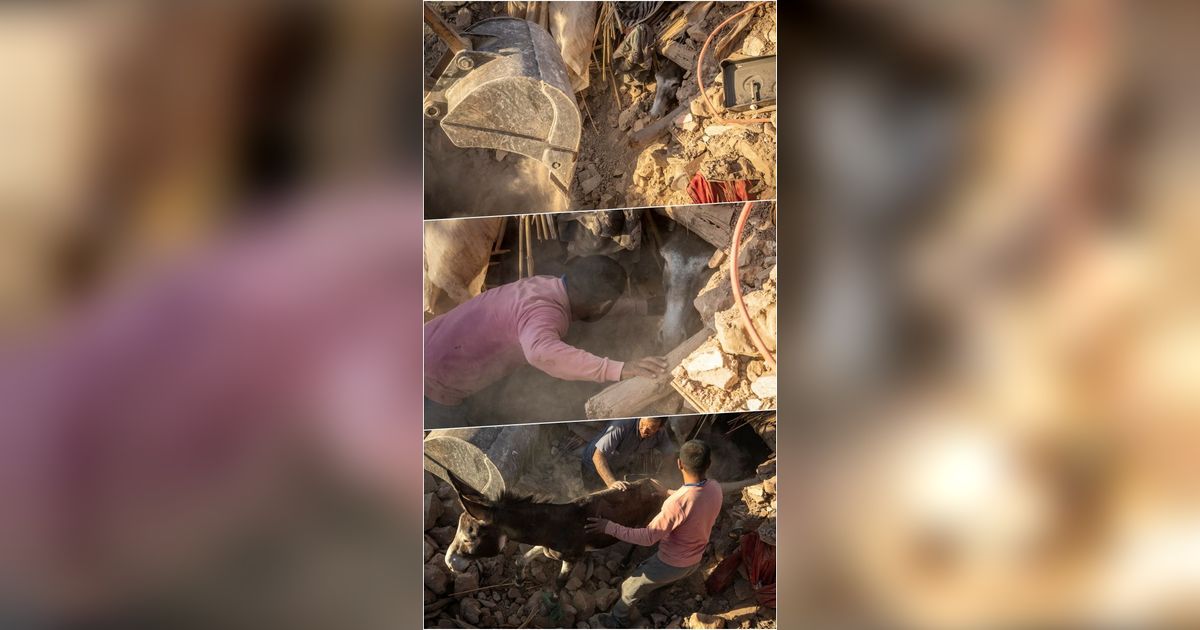 FOTO: Momen Dramatis Tim Penyelamat Temukan Seekor Keledai Masih Hidup Terkubur Reruntuhan Gempa Maroko Saat Mencari Korban
