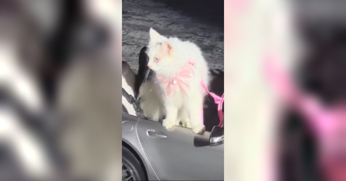 Viral Video Kucing Hadiri Pernikahan Pemiliknya, Bawa Cincin Nikah