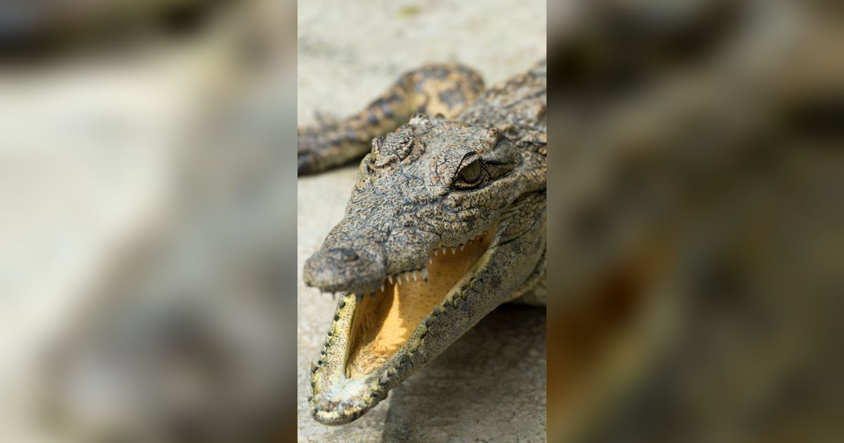 Bikin Geger, Pemuda Rembang Temukan Buaya di Sungai yang Mengering