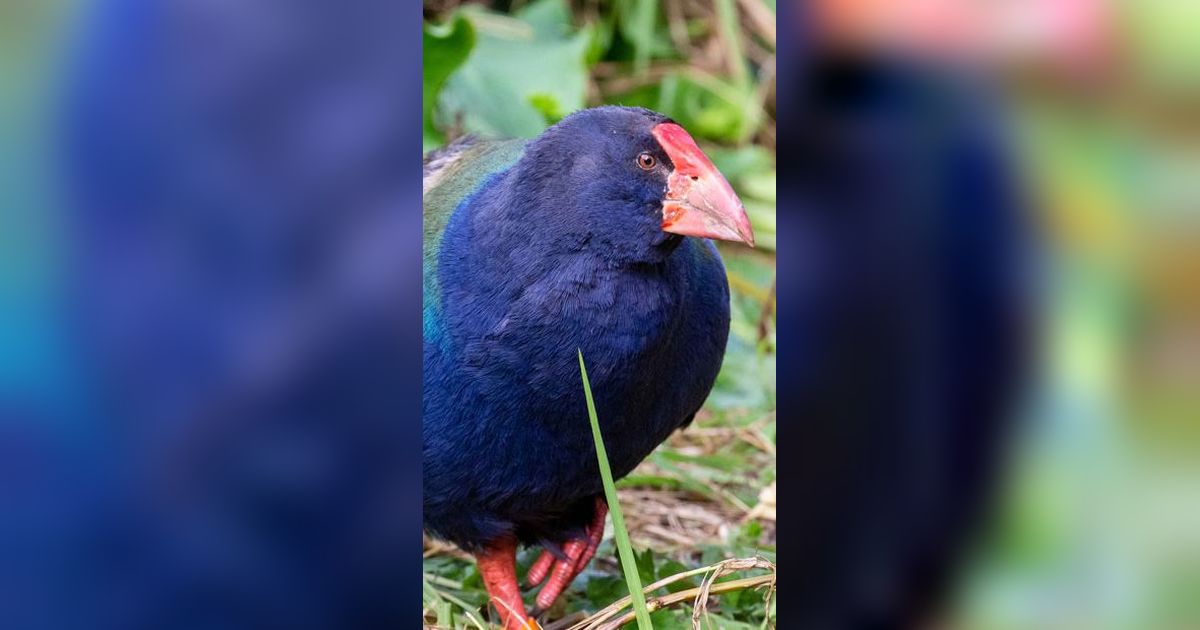 Sempat Dinyatakan Punah, Burung Prasejarah Ini Kembali Hidup Berkeliaran di Alam Bebas