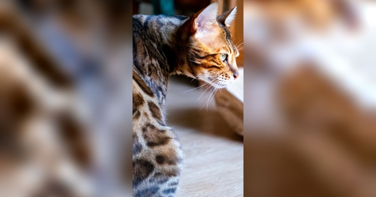 Mengenal Kucing Bengal: Karakteristik, Sifat, Cara Merawat, dan Kisaran Harganya