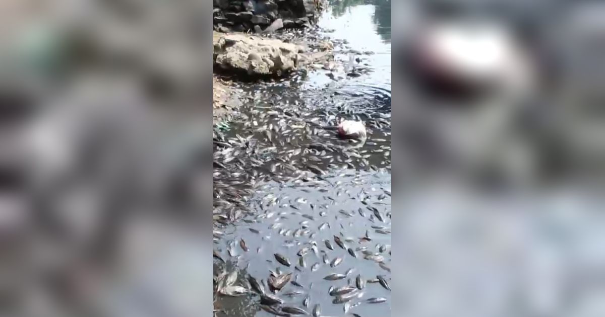 Sungai Cileungsi Menghitam, Bau sampai Ikan Mati, Bupati Bogor Diundang Susuri Aliran yang Tercemar