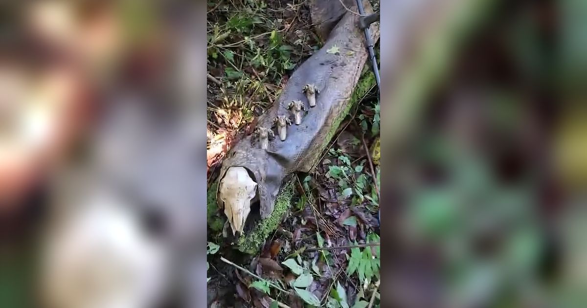 Ngeri! Penemuan Bangkai Ular Anaconda 6,5 Meter, Salfok dengan Tengkorak dan Tulang yang Menembus Kulitnya