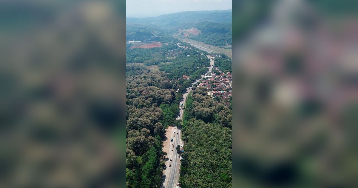 Mengenal Alas Roban, Kawasan Hutan di Jawa Tengah yang Terkenal Angker