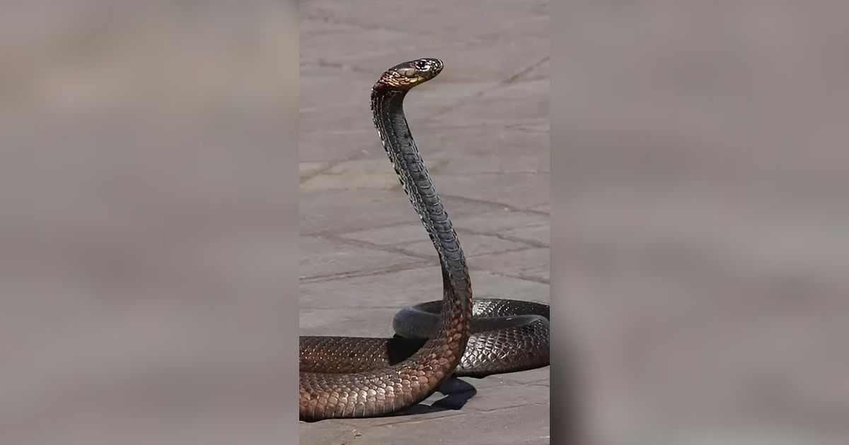 Ngeri! Ular Kobra Berukuran Besar Terlihat Asyik Main di Halaman Rumah Warga
