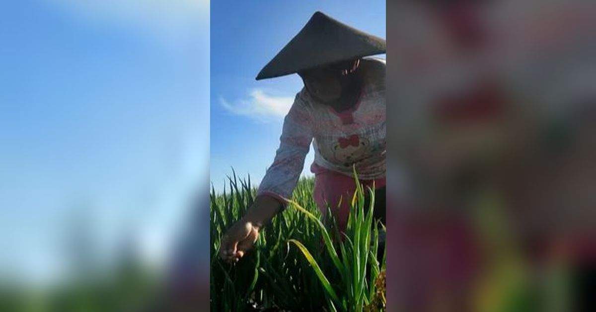 Gandeng Korsel, Pemerintah Bakal Berdayakan 62 Juta Petani RI Pakai Teknologi