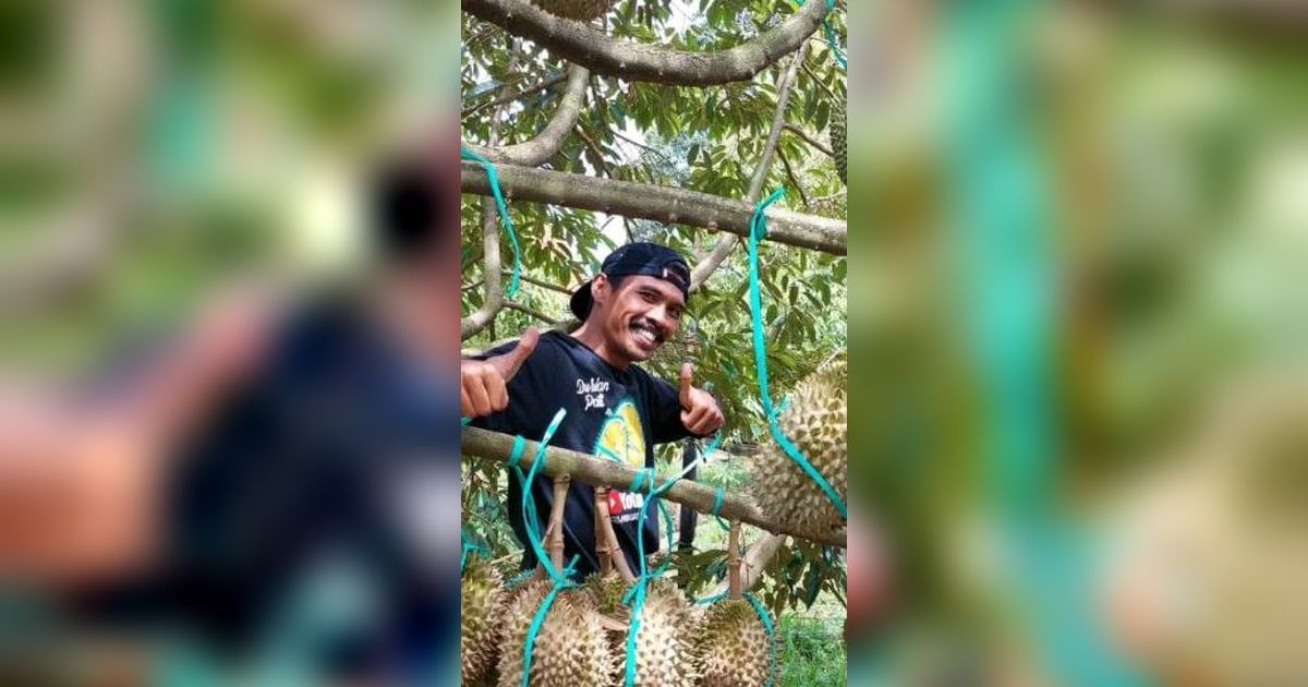 Menjelajahi Kebun Durian Joglo AW di Pati, Surganya Para Pencinta Durian Kelas Premium