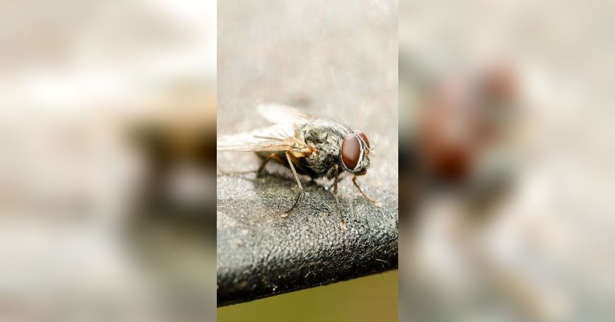 Ilmuwan Temukan Lalat yang Tak Bisa Terbang, Padahal Sayapnya Utuh