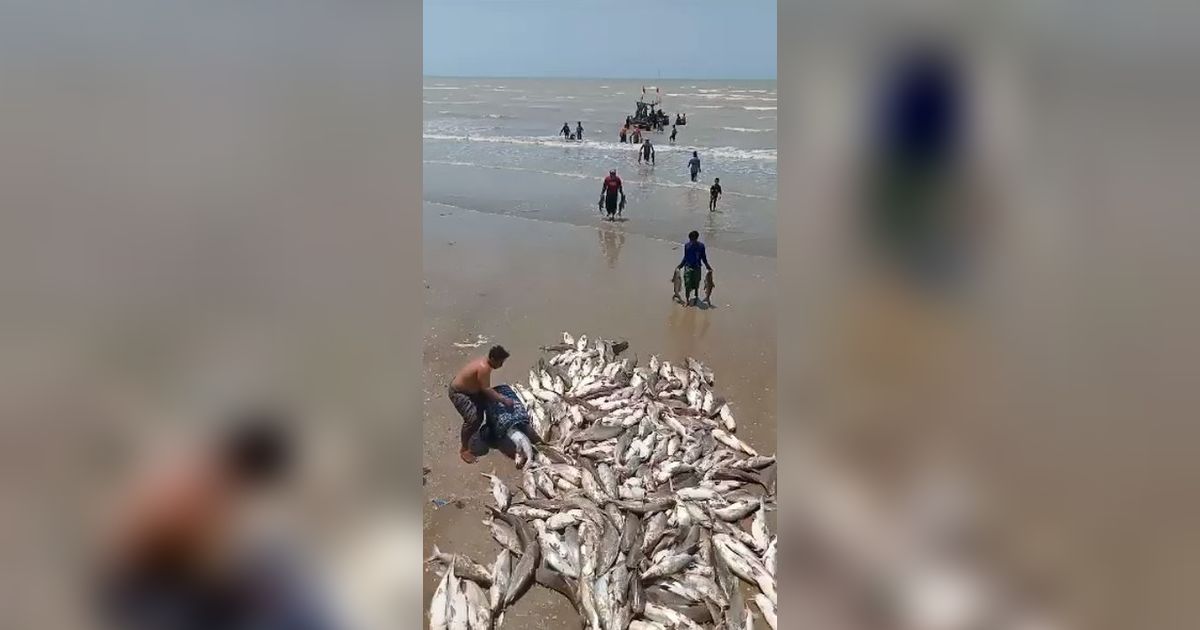 CEK FAKTA: Heboh Ikan Mati di Tuban, Gara-Gara Terkontaminasi Limbah Nuklir?