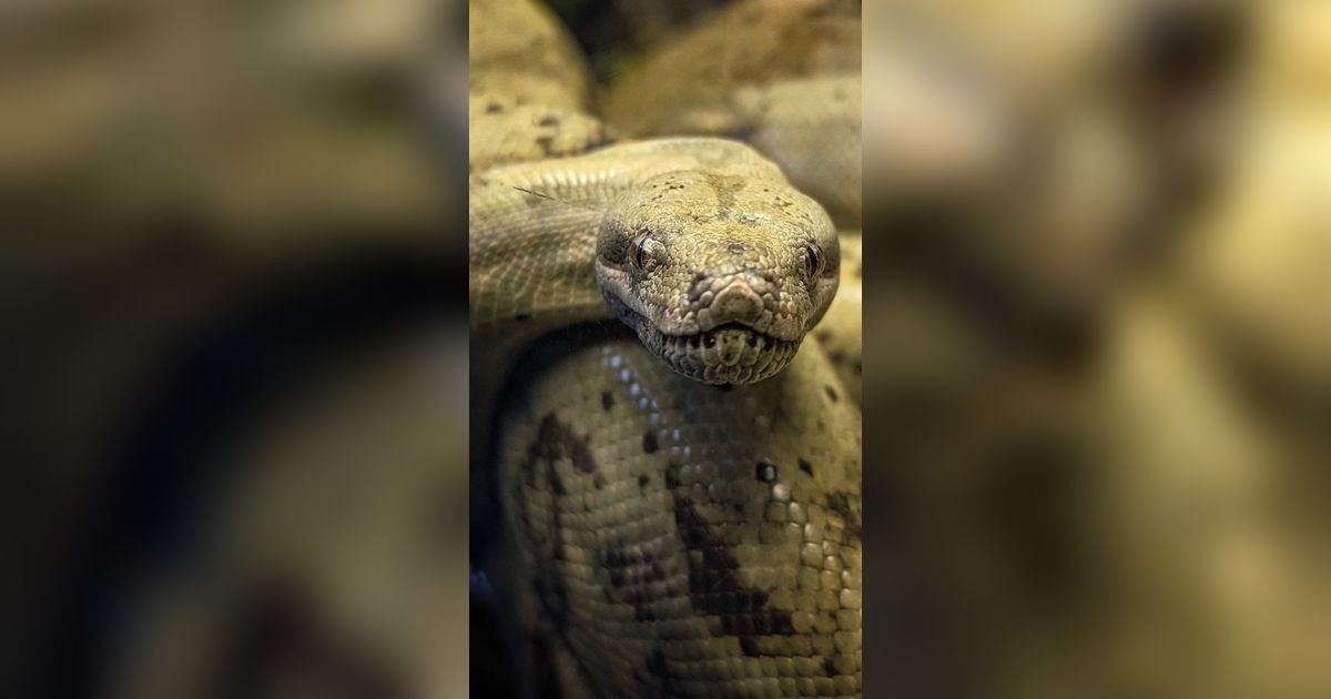 8 Arti Mimpi Ular Piton, Pasutri Waspada Jika Memimpikan Si Reptil Masuk Rumah