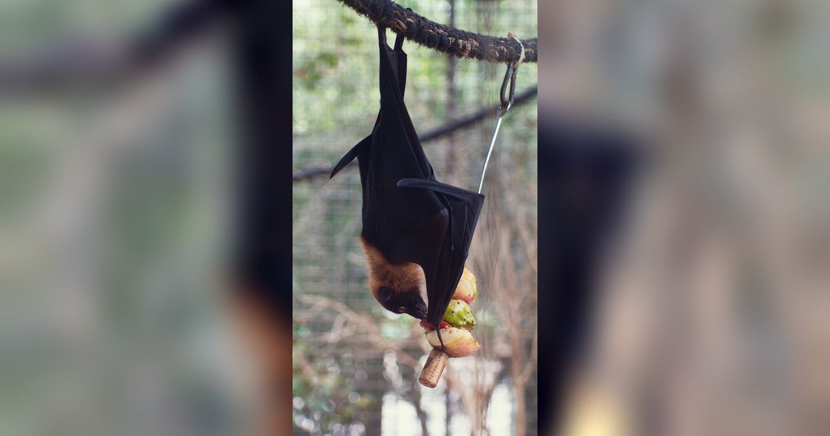 Virus Nipah Bikin Heboh India, Kenali Gejala, Penularan, dan Potensinya di Indonesia
