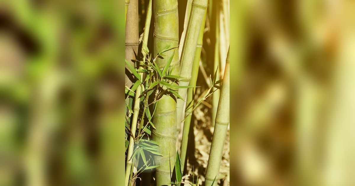 Misteri Tanaman Bambu Unik di Jepang, Berbunga 120 Tahun Sekali Lalu Mati