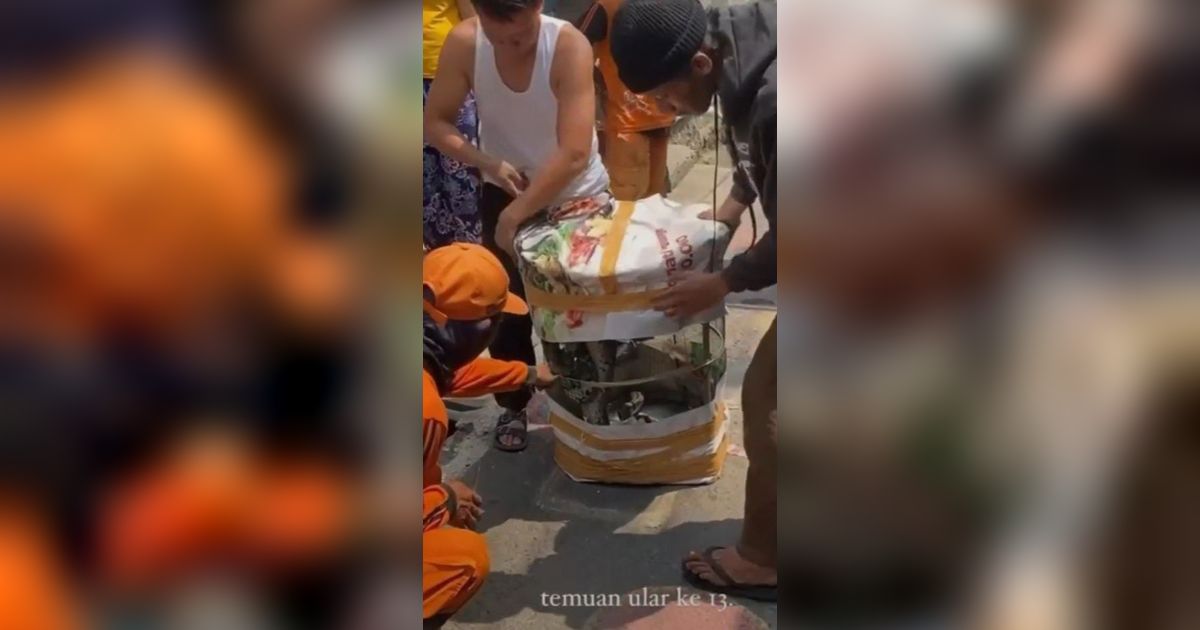 Viral Rumah Kosong di Dalam Gang jadi Sarang 13 Ekor Ular Sanca, Warga Matraman Geger