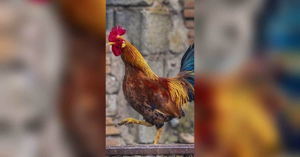 Seekor Ayam Bisa Prediksi Hasil Pertempuran Prajurit Romawi, Begini Kisahnya