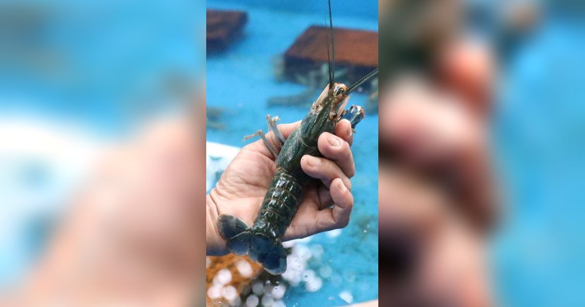 Kisah Buruh Pabrik di Jombang Raup Cuan Jutaan Rupiah dari Budi Daya Lobster Air Tawar