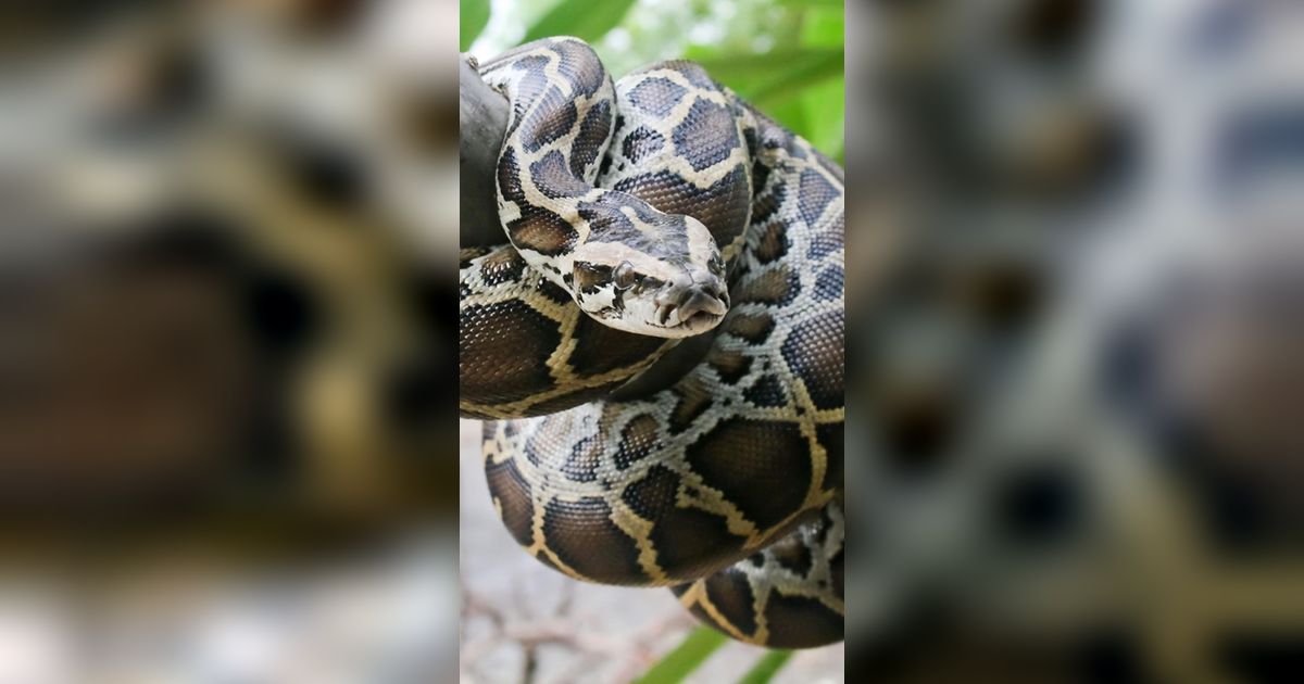 Momen Mendebarkan Piton Menyelinap ke Rumah Warga, Ibu Lagi Asuh Bayi Baru Sadar Saat Kepala Ular Nongol di Balik Punggung