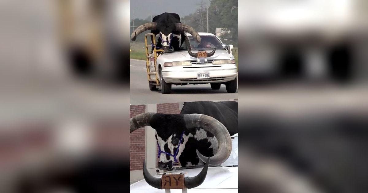 FOTO: Ada-Ada Saja, Pria Ini Ajak Banteng Kesayangan Jalan-Jalan Naik Mobil Sedan