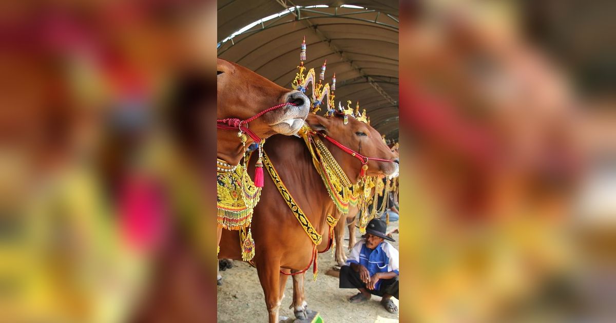 Mengenal Permainan Sapi Sonok Madura, Sapi Tampil Cantik dan Anggun di Pelaminan