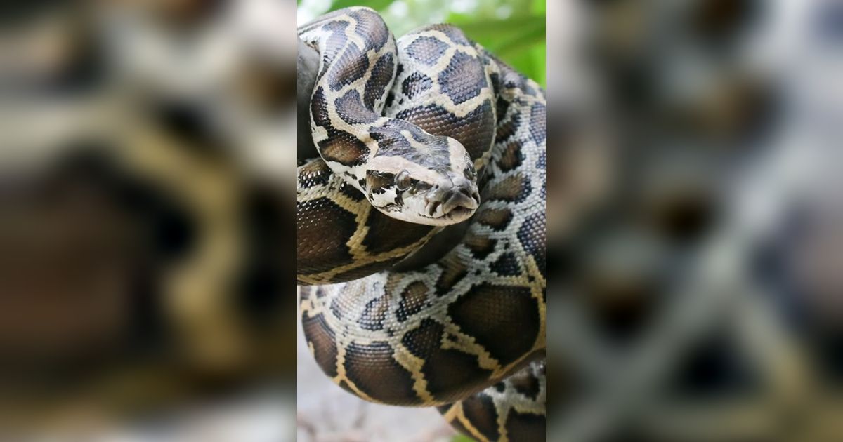 Geger Rumah Terbengkalai 17 Tahun di Jakarta Jadi Sarang Belasan Ekor Ular Piton