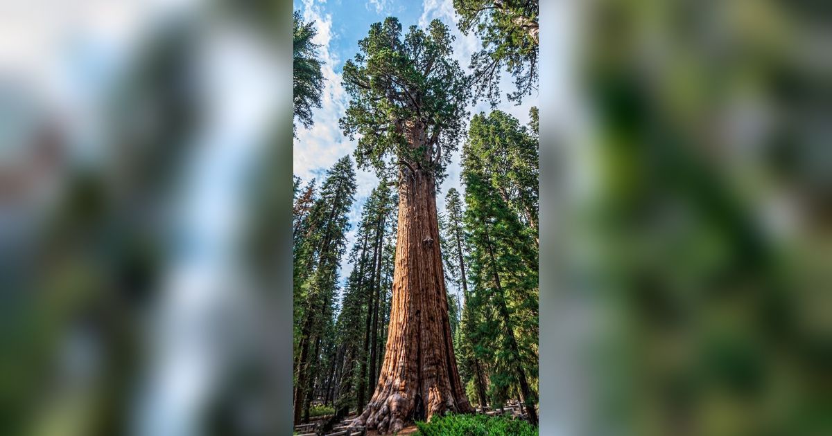 Lokasi Pohon Tertinggi di Dunia Dirahasiakan, Ternyata Ini Alasannya