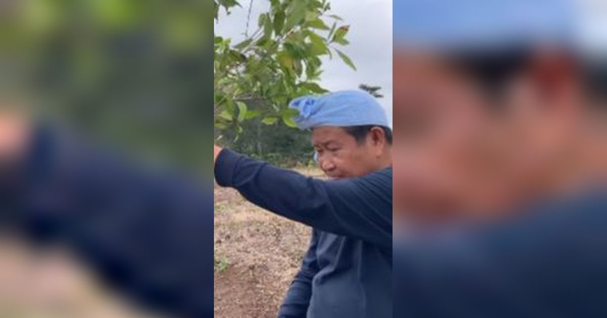 Kepala Diikat Handuk, Jenderal Kini Bertani Tanam Cengkih Sambil Cerita Belanda ke Indonesia