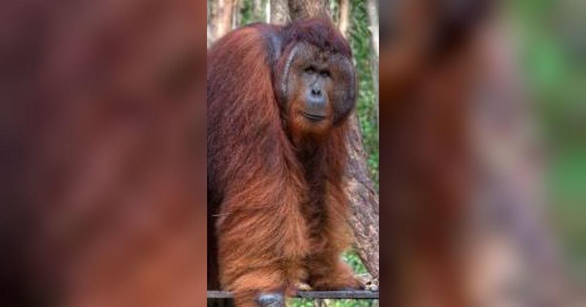 Miris, Video Dua Ekor Orangutan Kurus Kering Melintasi Area Tambang Kutai Timur