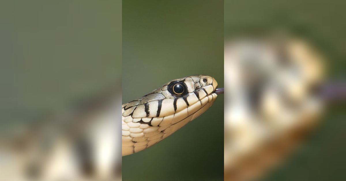 Lagi Asik BAB, Ada King Cobra Keluar dari Lubang Air Kamar Mandi