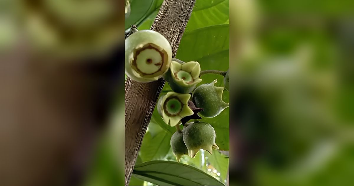 Unik! Ini Deretan Buah dan Tanaman Khas Hutan Baduy, Ada yang Bisa Manipulasi Rasa