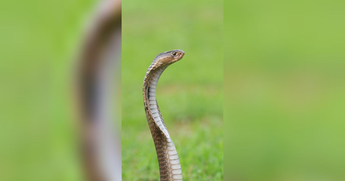 Tadinya Agresif Mau Ditangkap, Ular King Kobra Ini Jadi Tenang Saat Dengar Suara Adzan