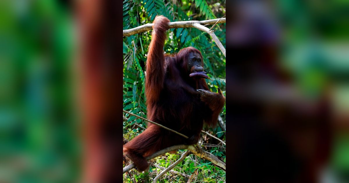 Siku dan Bahu Manusia Hasil Evolusi dari Primata yang Hidup di Pohon, Berfungsi sebagai 'Rem'