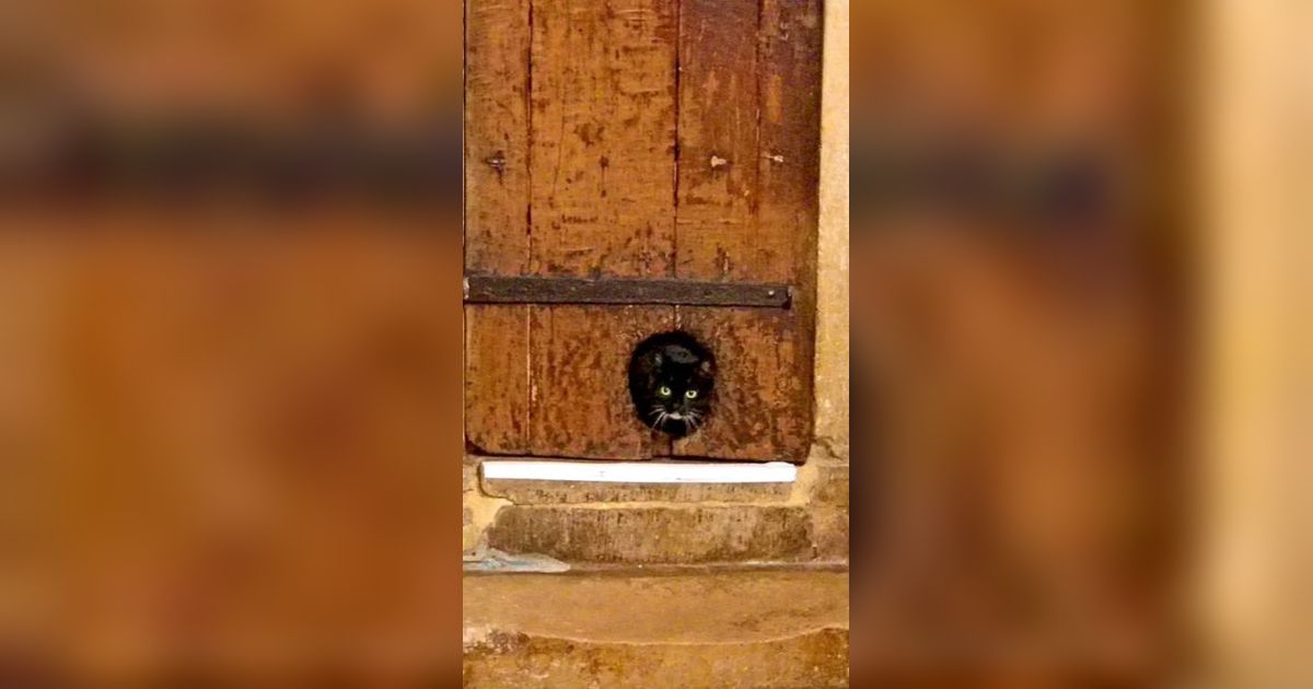 Penemuan Pintu Kucing Tertua di Dunia Sejak Abad ke-16 di Bangunan Ibadah, Begini Penampakannya