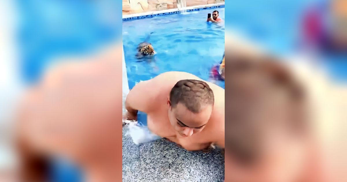 Ngakak! Bapak-Bapak Macho Auto Kocar-kacir Saat Seekor Harimau Masuk Kolam Renang