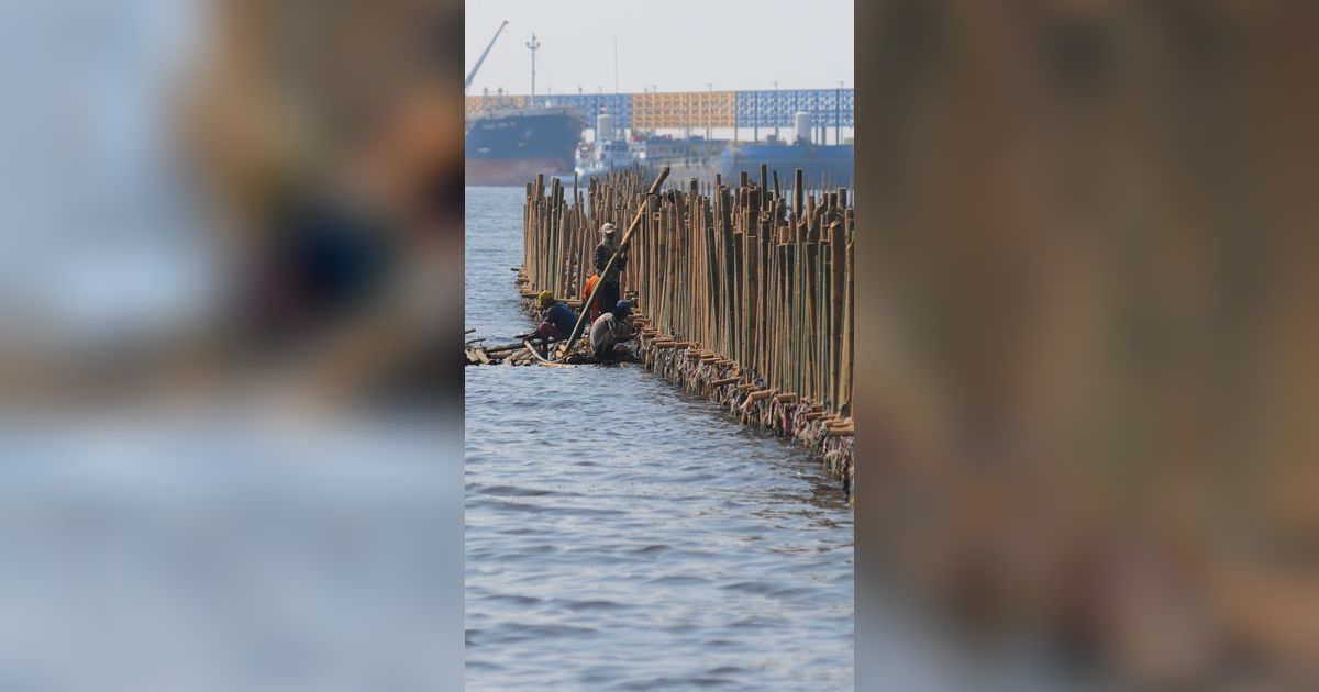 FOTO: Penampakan Tanggul Bambu Jadi Penangkal Abrasi di Pesisir Bekasi