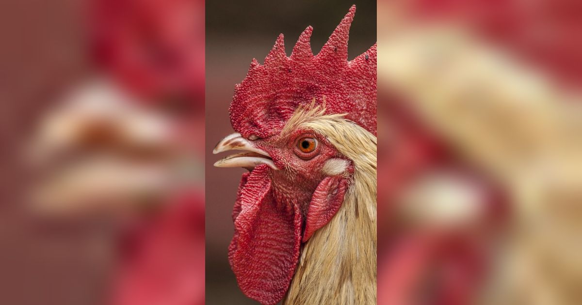 Pakai AI, Ilmuwan Jepang Ini Mengaku Bisa Pahami Bahasa Ayam