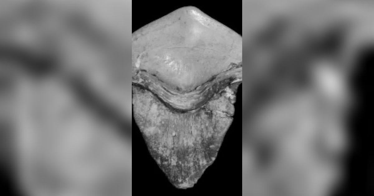 Fosil Gigi Hiu Raksasa Berusia 290 Juta Tahun Ditemukan, Bentuknya Unik Seperti Kelopak Bunga