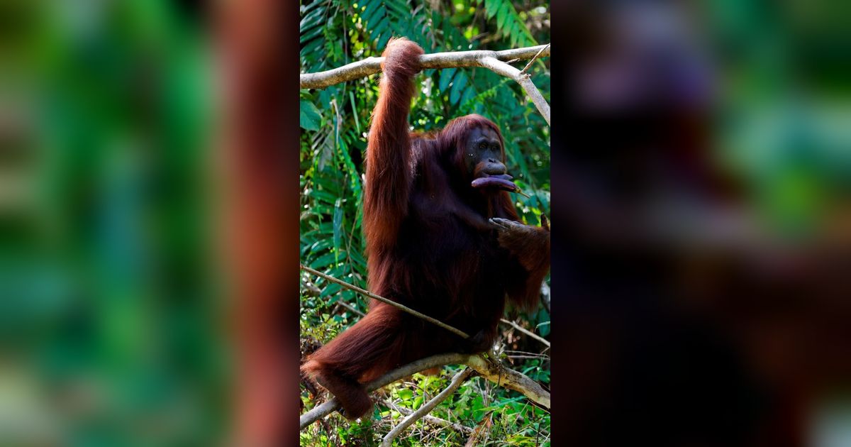 Orangutan Kurus di Area Tambang Batubara Kaltim Berhasil Dievakuasi