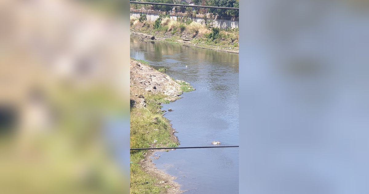 Mengenal Fenomena Bladu, Bikin Ikan Bengawan Solo Mabuk