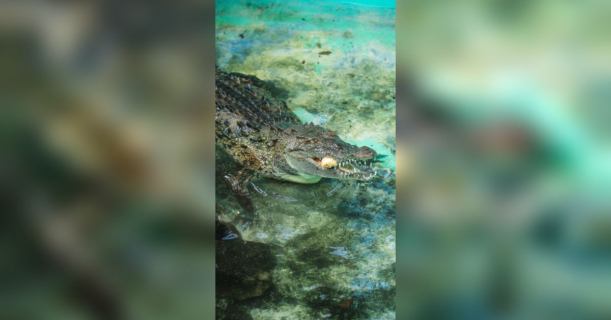 Geger Buaya Sepanjang 4 Meter Berkeliaran di Pemukiman Warga Bawa Jasad Manusia di Mulutnya