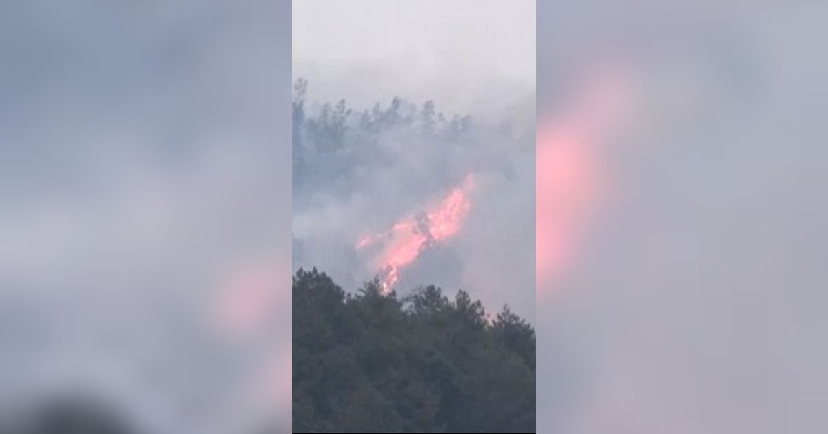 Kondisi Terkini Kebakaran Hutan Lereng Gunung Lawu, Terjadi Tiga Kali dalam Sebulan