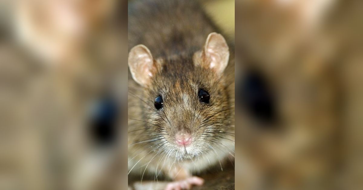 Kisah Tragis Bayi Berusia Enam Bulan Hampir Tewas Digerogoti Tikus, Ini Penyebabnya