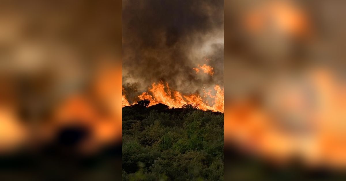 Sebabkan Kebakaran Hutan di Lereng Gunung Ijen, Pria Bondowoso Ditangkap