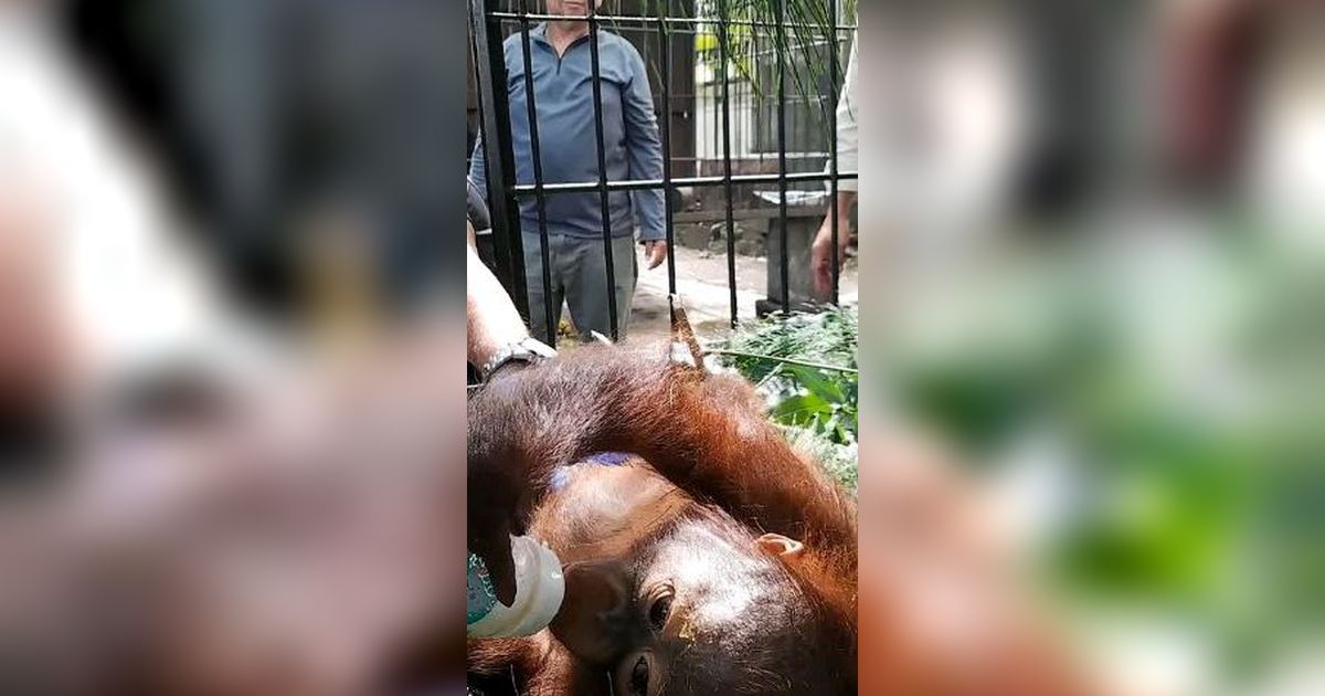 Kisah Pilu Logos, Orang Utan Kalimantan yang Diselundupkan ke Pulau Jawa