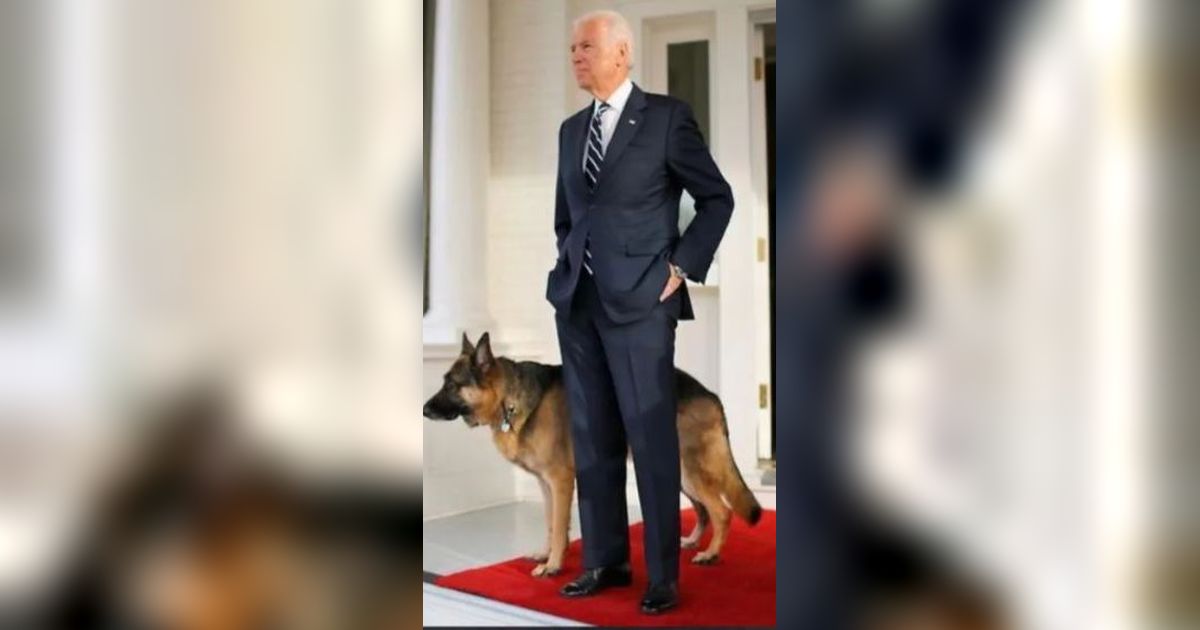 Anjing Peliharaan Joe Biden Gigit Anggota Pengawal Presiden, Begini Kondisinya
