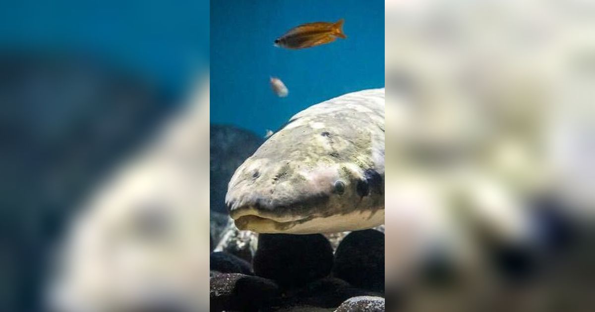Penampakan Ikan Tertua di Dunia yang Dipelihara di Akuarium, Usianya 101 Tahun