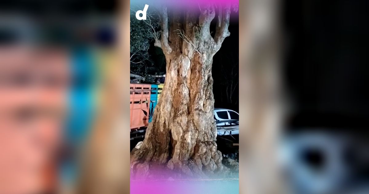 Penampakan Pohon Purba Raksasa, Diangkut dari Sumbawa Bakal Ditanam di Depan Istana IKN