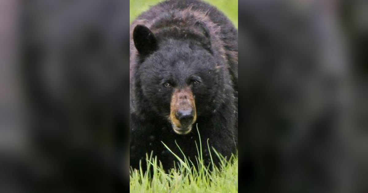 Video Viral Keluarga yang Ketakutan Diganggu Beruang Saat Piknik di Taman, Makananya Diacak-acak